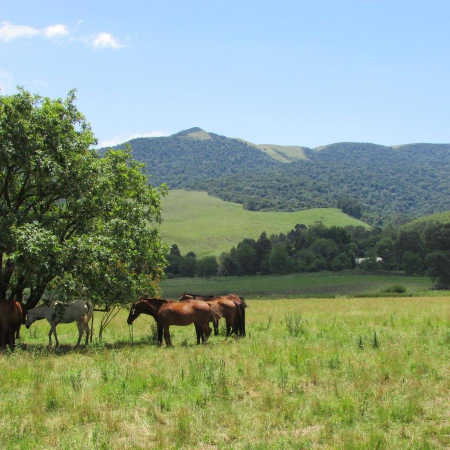 Karkloof Hideout Villa Howick Exteriör bild